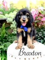 F1B Braxton, a male Bernedoodle for sale in Mayfield, KY – 1 of 10