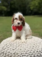 Denim, a male Cavapoo for sale in Mayfield, KY – 3 of 6
