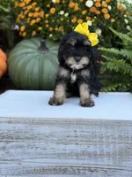 F1 Skeye, a female Cavapoo for sale in Mayfield, KY – 6 of 10