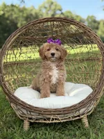Barbie, a female Miniature Goldendoodle for sale in Mayfield, KY – 5 of 10