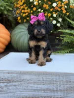 F1 Scarlett, a female Cavapoo for sale in Mayfield, KY – 3 of 10