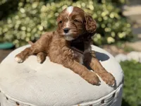 Dillon, a male Cavapoo for sale in Mayfield, KY – 6 of 6
