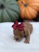 Burgundy bow f, a female Cavapoo for sale in Mayfield, KY – 5 of 6