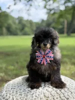 AKC DNA tested Finn, a male Poodle - Miniature  for sale in Mayfield, KY – 3 of 10