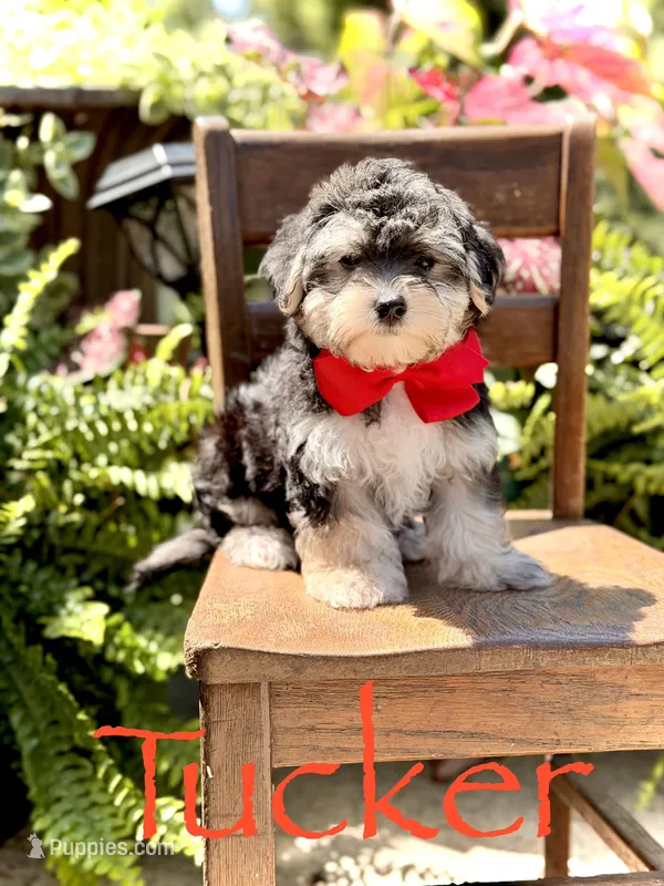F1B Tucker – Maltipoo puppy for sale in Mayfield, KY