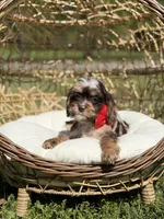 Timber, a male Cavapoo for sale in Mayfield, KY – Photo 2 of 10