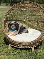 Toby, a male Cavapoo for sale in Mayfield, KY – Photo 8 of 9