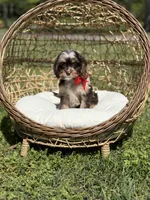 Timber, a male Cavapoo for sale in Mayfield, KY – Photo 3 of 10