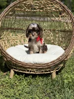Timber, a male Cavapoo for sale in Mayfield, KY – Photo 10 of 10