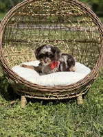 Timber, a male Cavapoo for sale in Mayfield, KY – Photo 5 of 10