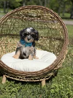 Toby, a male Cavapoo for sale in Mayfield, KY – Photo 7 of 9