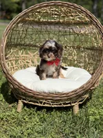 Timber, a male Cavapoo for sale in Mayfield, KY – Photo 9 of 10