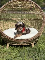 Timber, a male Cavapoo for sale in Mayfield, KY – Photo 4 of 10