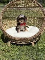 Timber, a male Cavapoo for sale in Mayfield, KY – Photo 8 of 10