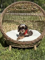 Timber, a male Cavapoo for sale in Mayfield, KY – Photo 6 of 10