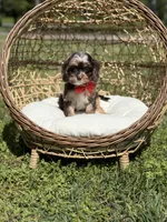 Timber, a male Cavapoo for sale in Mayfield, KY – Photo 7 of 10