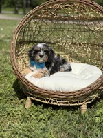 Toby, a male Cavapoo for sale in Mayfield, KY – Photo 9 of 9