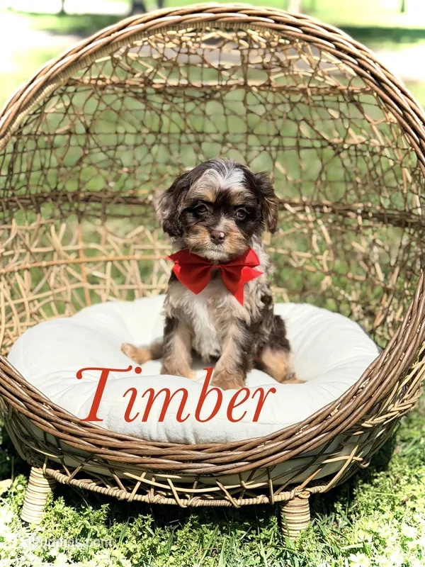 Timber – Cavapoo puppy for sale in Mayfield, KY