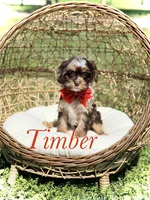 Timber, a male Cavapoo for sale in Mayfield, KY – Photo 1 of 10