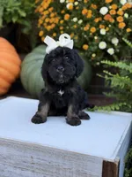 F1 Sasha, a female Cavapoo for sale in Mayfield, KY – 9 of 10