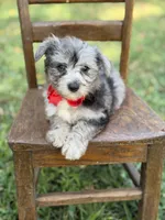 F1B Trooper, a male Maltipoo for sale in Mayfield, KY – 2 of 10