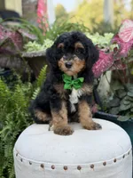 F1B Blake, a male Bernedoodle for sale in Mayfield, KY – 5 of 10