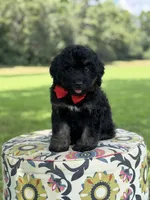 F1Tucker, a male Bernedoodle for sale in Mayfield, KY – 2 of 10