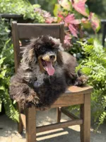 AKC DNA tested Finn, a male Poodle - Miniature  for sale in Mayfield, KY – 7 of 10