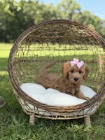 Betsie, a female Miniature Goldendoodle for sale in Mayfield, KY – 3 of 8
