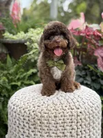 Apollo, a male Cavapoo for sale in Mayfield, KY – 9 of 10