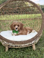 Brock, a male Miniature Goldendoodle for sale in Mayfield, KY – 5 of 8