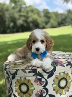 F1B Laken, a male Cavapoo for sale in Mayfield, KY – 9 of 10