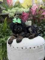 F1B Blair, a female Bernedoodle for sale in Mayfield, KY – 8 of 9