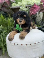 F1B Blake, a male Bernedoodle for sale in Mayfield, KY – 10 of 10
