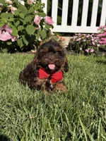 F1 Ace, a male Cavapoo for sale in Mayfield, KY – 3 of 7