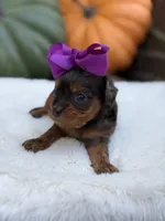 Purple bow, a female Cavapoo for sale in Mayfield, KY – 5 of 10