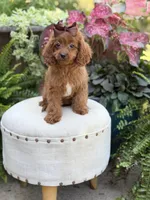 Reba, a female Cavapoo for sale in Mayfield, KY – 4 of 10