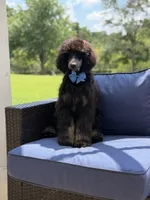 AKC Winston , a male Poodle - Multi-Colored Standard for sale in Mayfield, KY – 7 of 10