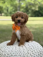 Alex, a male Miniature Goldendoodle for sale in Mayfield, KY – 2 of 10