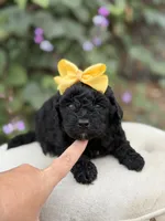 Jasmine, a female Miniature Bernedoodle for sale in Mayfield, KY – 2 of 5