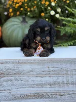 F1 Seth, a male Cavapoo for sale in Mayfield, KY – 5 of 9