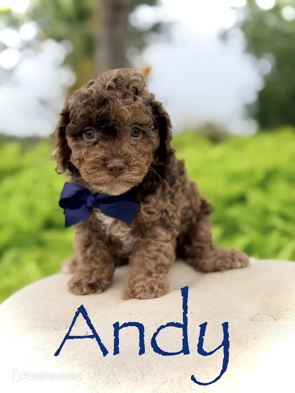 Andy – Cavapoo puppy for sale in Mayfield, KY