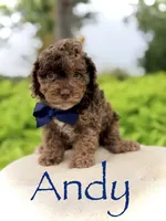 Andy, a male Cavapoo for sale in Mayfield, KY – 1 of 6