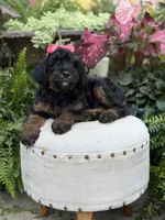F1B Brooke, a female Bernedoodle for sale in Mayfield, KY – 10 of 10