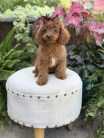 Reba, a female Cavapoo for sale in Mayfield, KY – 2 of 10