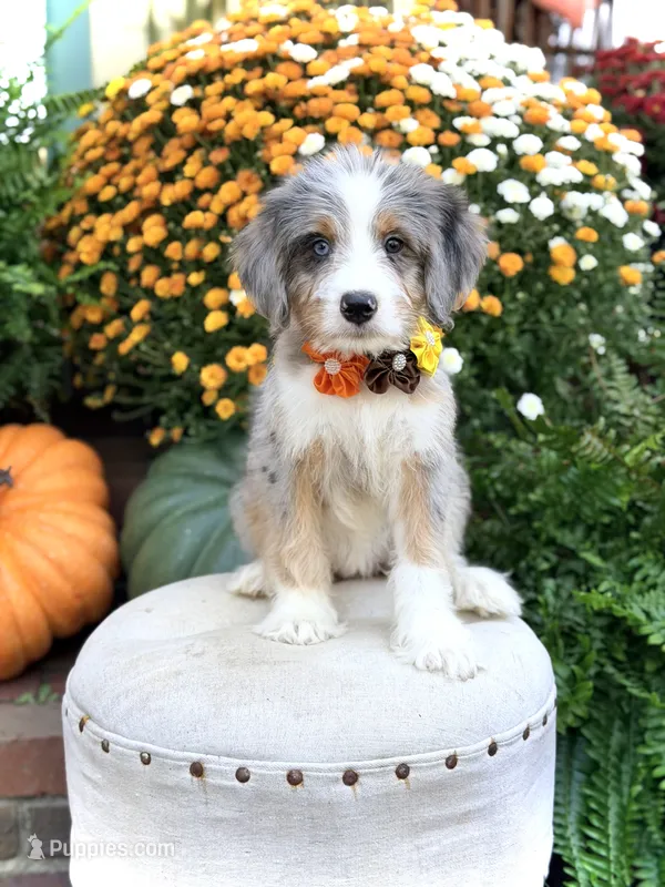 F1 Violet – Bernedoodle puppy for sale in Mayfield, KY