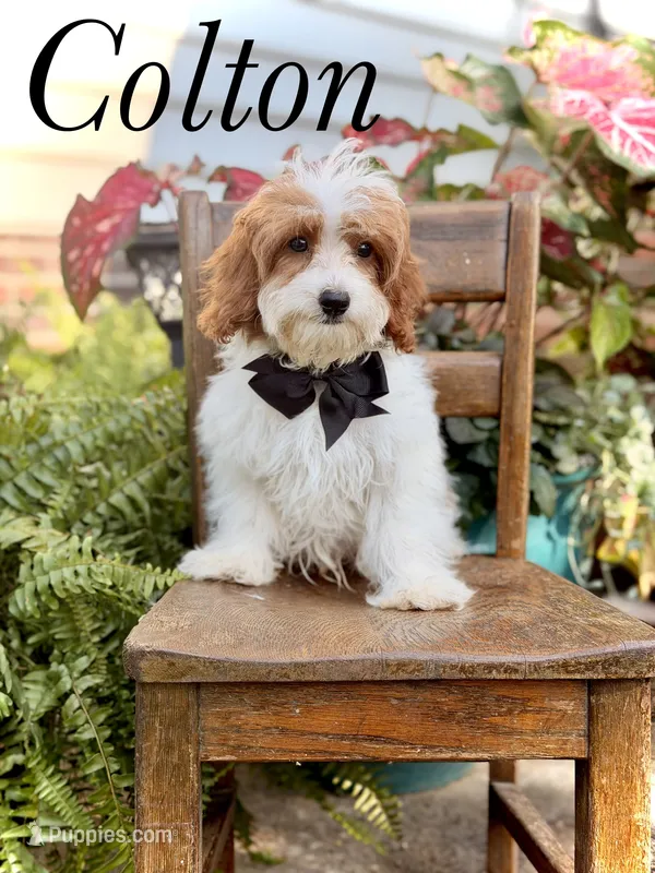 F1B Colton – Cavapoo puppy for sale in Mayfield, KY