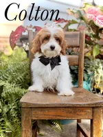 F1B Colton, a male Cavapoo for sale in Mayfield, KY – 1 of 10