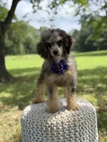 AKC Hunter, a male Poodle - Miniature  for sale in Mayfield, KY – 8 of 10
