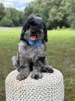 Maxwell, a male Miniature Goldendoodle for sale in Mayfield, KY – 5 of 10